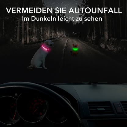 Lightdog - Das Halsband das Leuchten kann